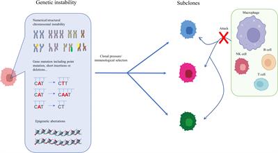 Metabolic rearrangements and intratumoral heterogeneity for immune response in hepatocellular carcinoma